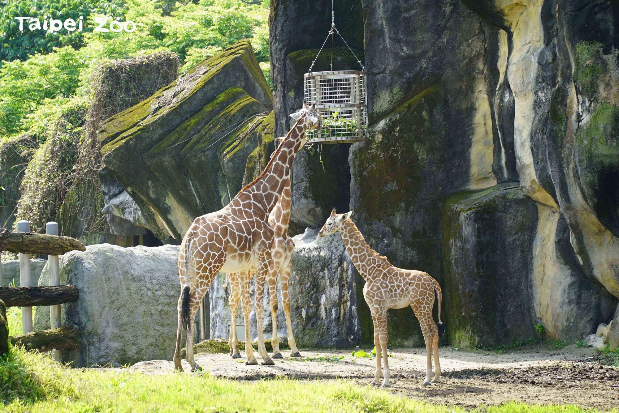 長頸鹿寶寶「麥芽」現在在非洲動物區與大家見面了！（台北市立動物園提供）