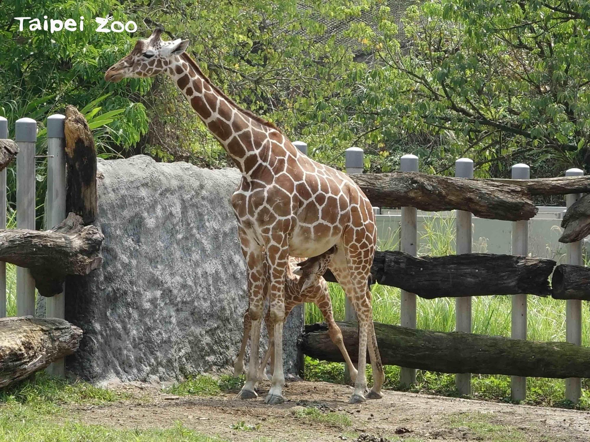麥芽目前仍以母乳為主要營養來源。（台北市立動物園提供）