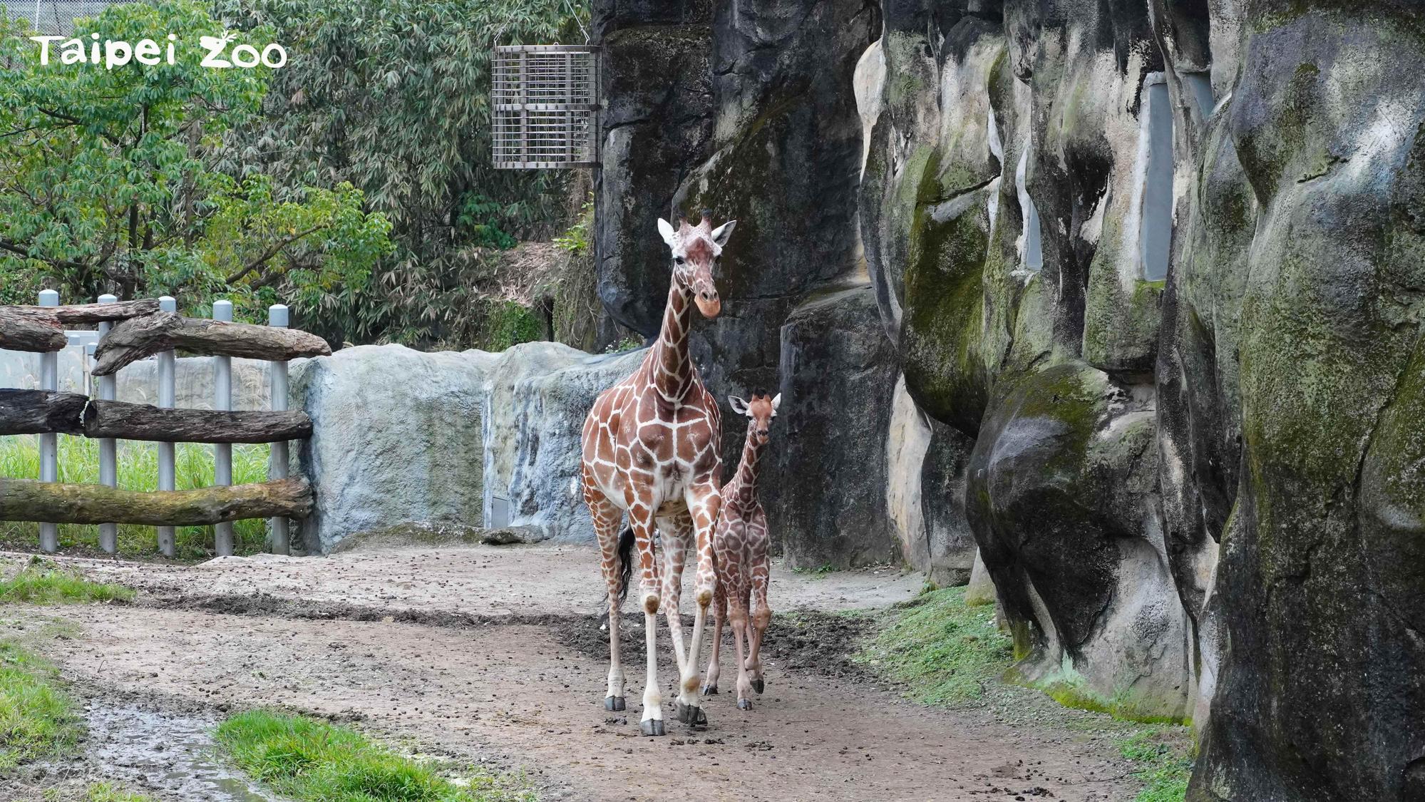 麥芽（右）是媽媽小麥的第二個寶寶。（台北市立動物園提供）