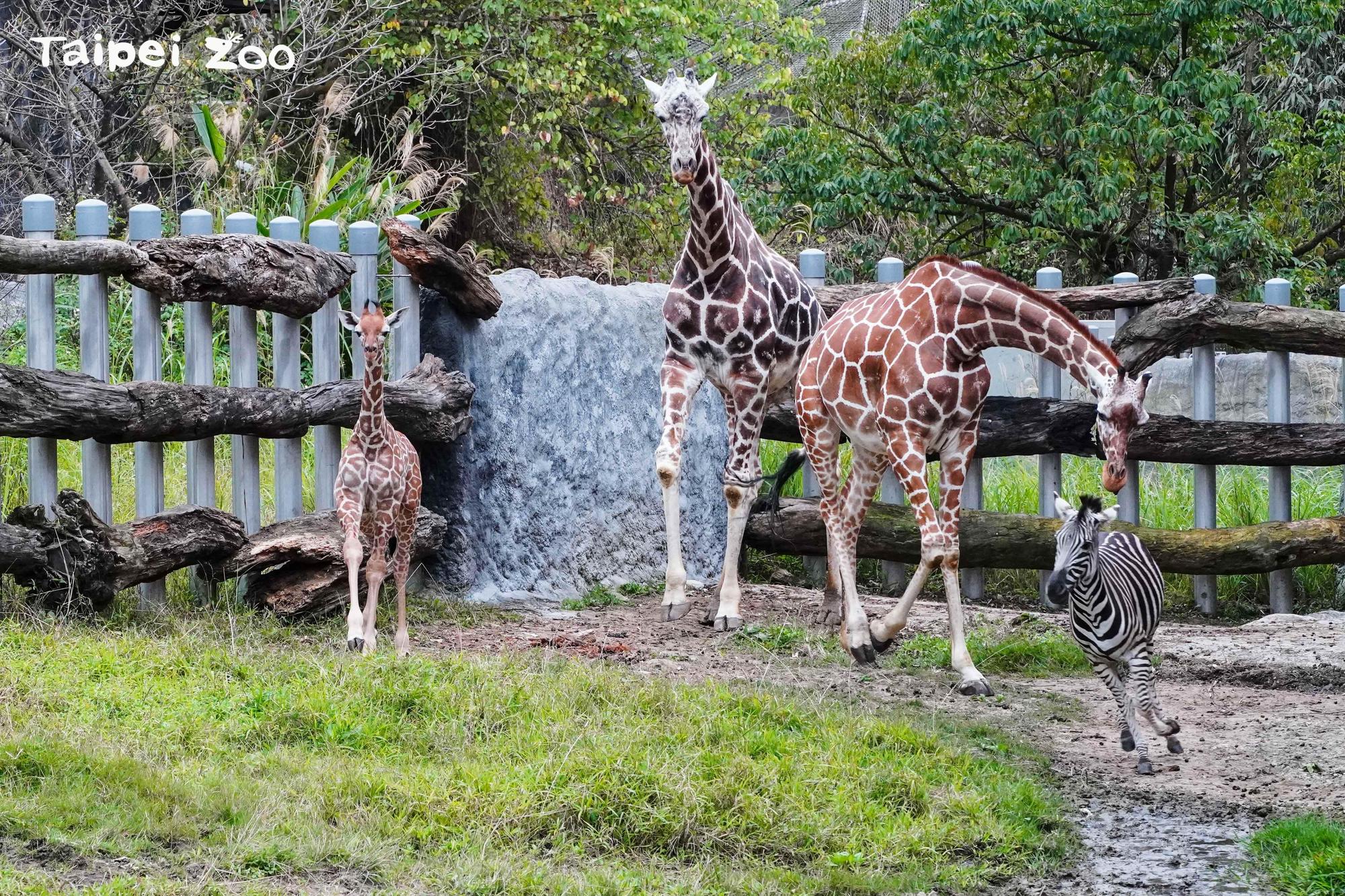 民眾現在可以在非洲動物區看到麥芽。（台北市立動物園提供）