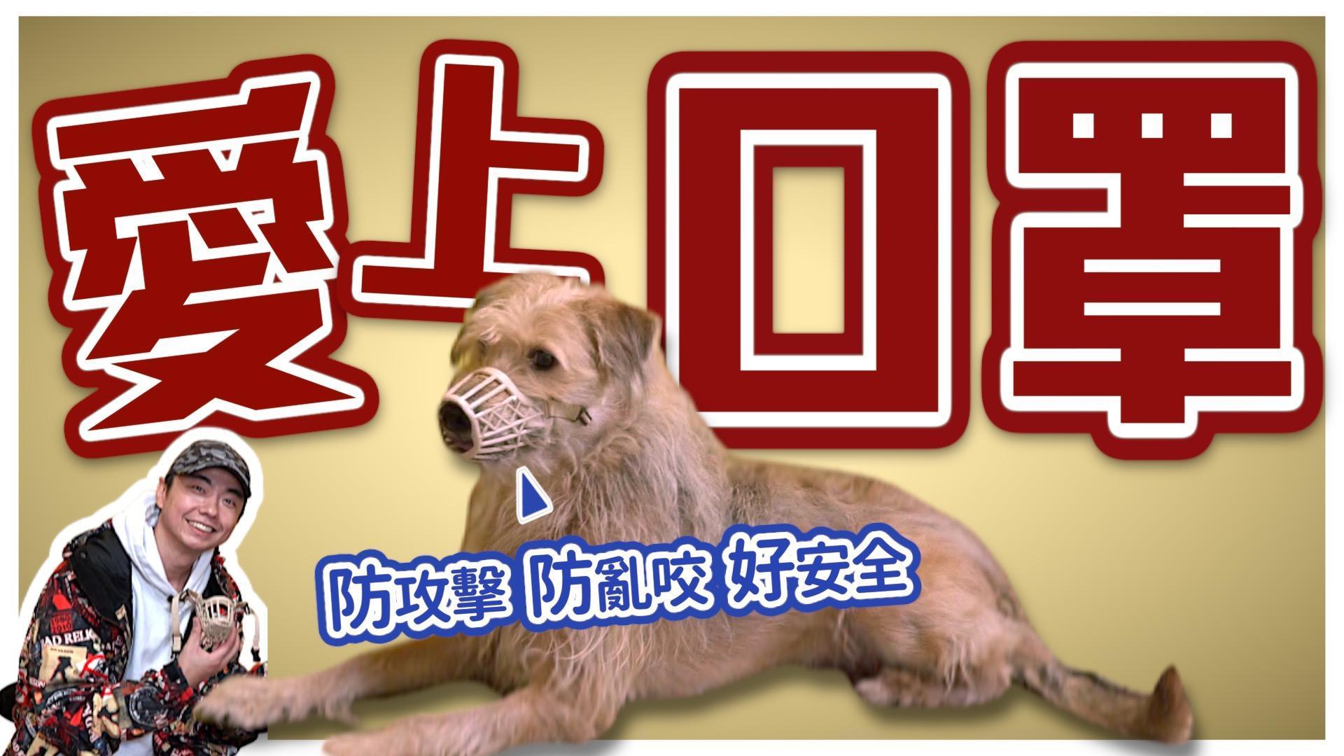 本集的〈熊爸估狗〉影片，教大家如何幫狗狗戴上口罩？口罩該怎麼選？何時才是最佳戴口罩的時機？（本刊資料室）