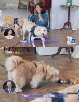 蕭亞軒是愛犬人士，在豪宅家中養了多條狗，想不到這次其中一隻「弟弟」突然發狂，咬傷她與男友。（翻攝自芒果TV）