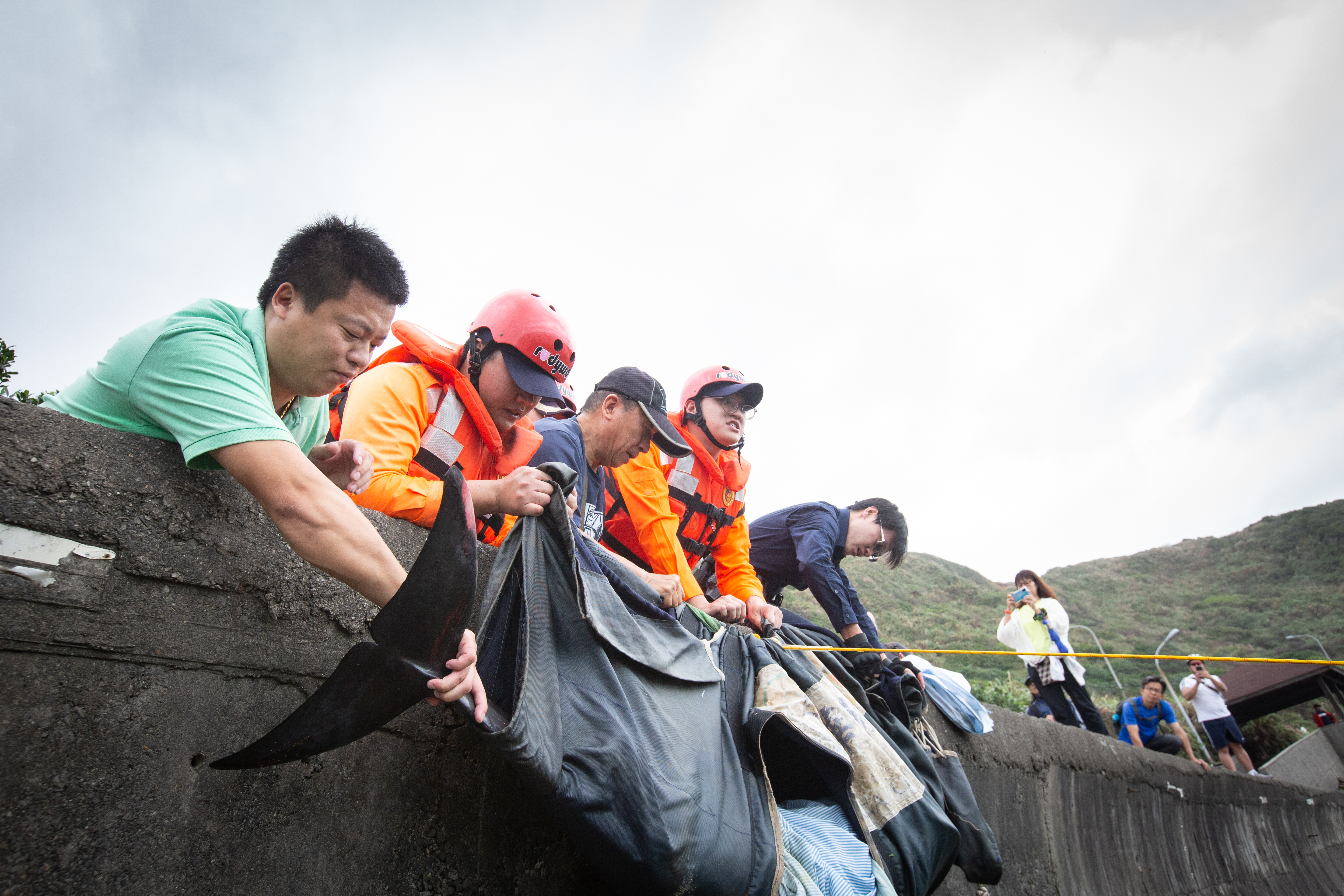 擱淺事件中，郭祥廈總是衝在第一線。圖為去年11月萬里條紋海豚擱淺現場，他正指揮海巡幫忙將海豚拉上堤防。