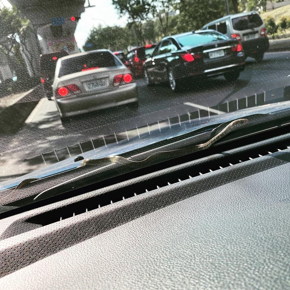 有網友分享表示,開車時,雨刷上突然驚現蛇的經歷。(翻攝臉書「我是東湖人」)