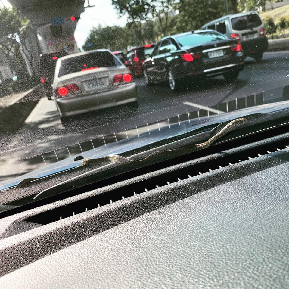 有網友分享表示,開車時,雨刷上突然驚現蛇的經歷。(翻攝臉書「我是東湖人」)