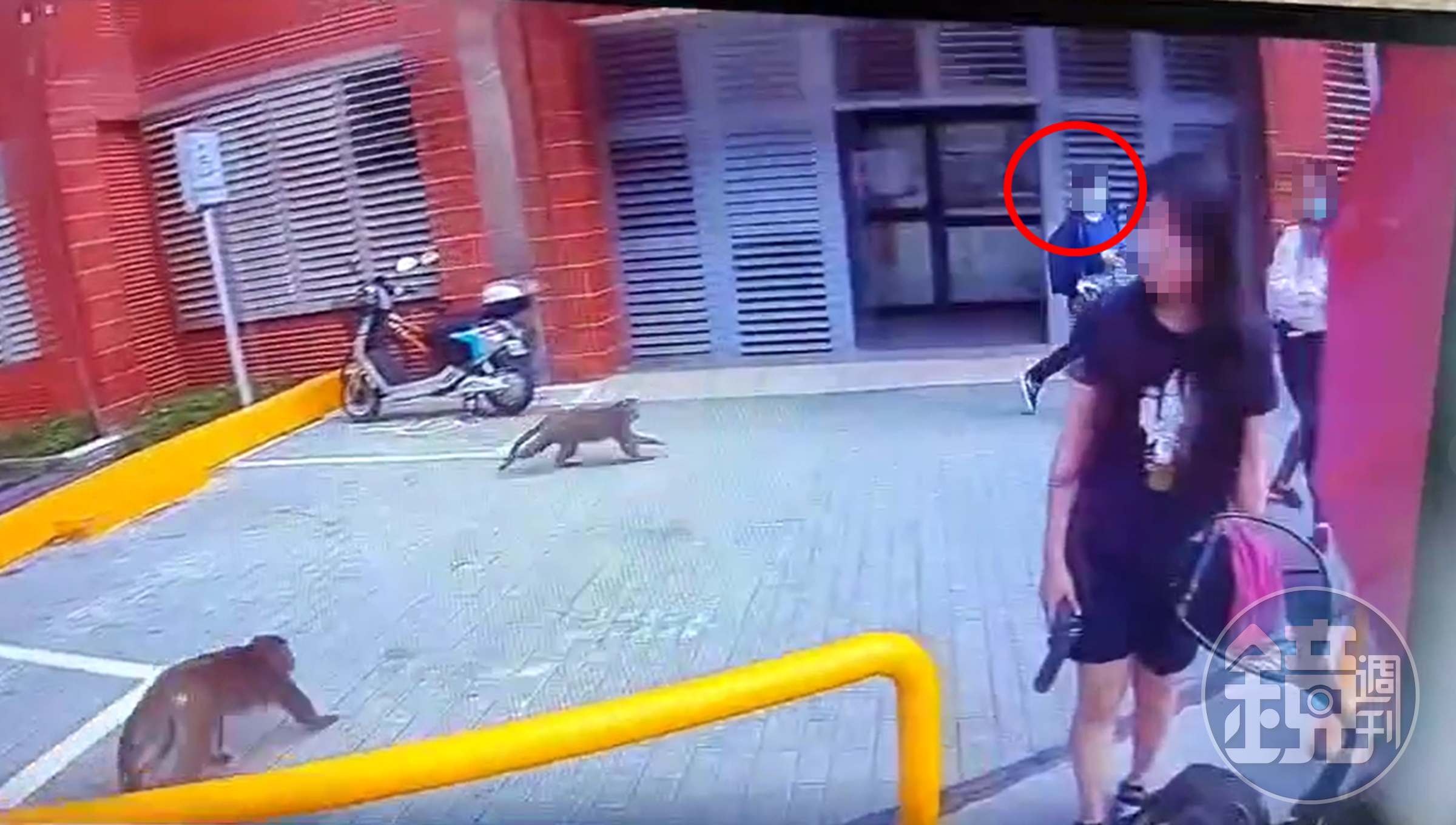 一旁手拿食物的女大生，被2隻獼猴追趕，獼猴搶到食物才善罷甘休。（翻攝「爆廢1公社」）