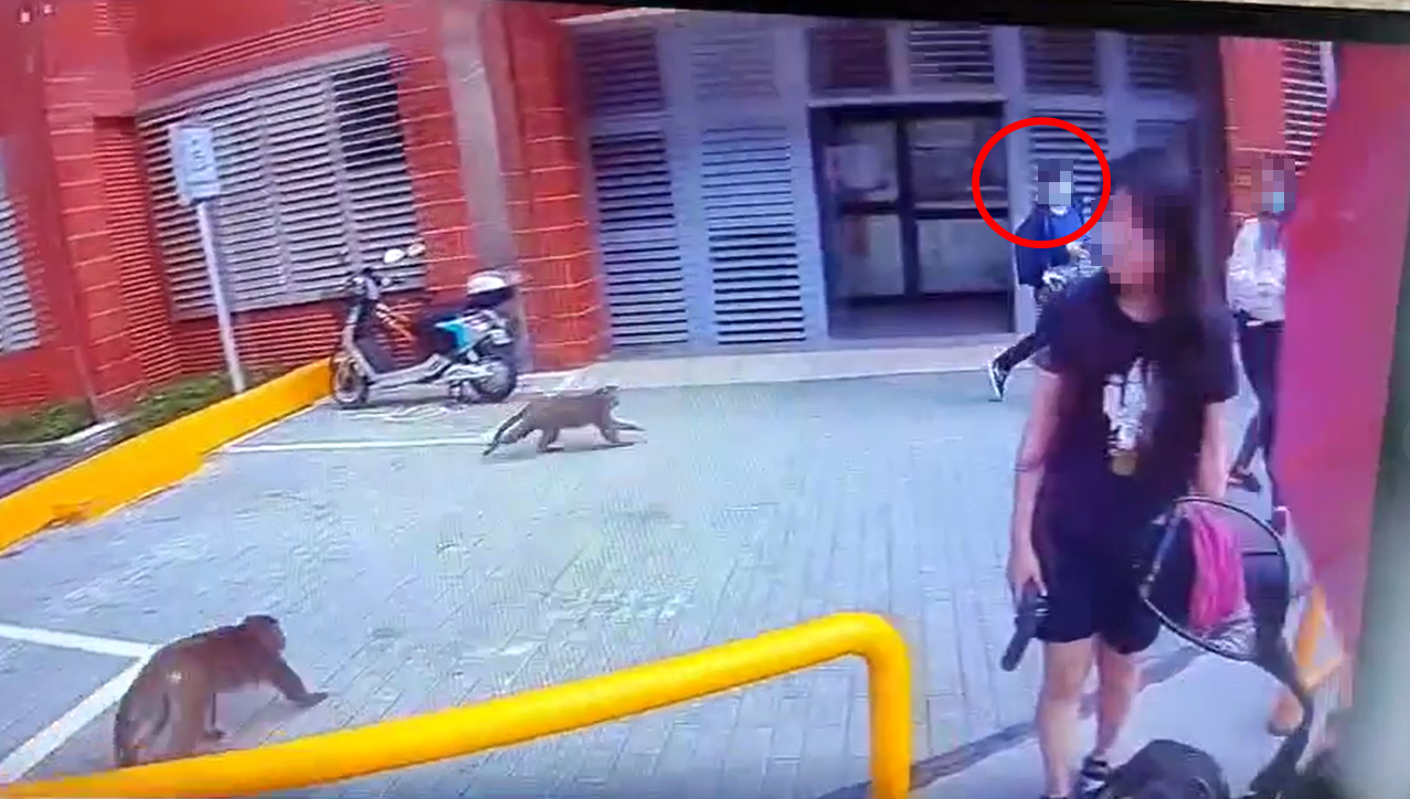 一旁手拿食物的女大生，被2隻獼猴追趕，獼猴搶到食物才善罷甘休。（翻攝「爆廢1公社」）