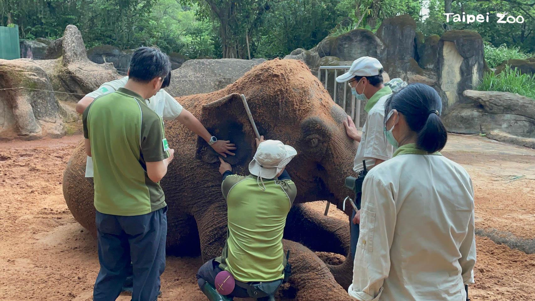 獸醫師及保育員直接在沒有保定的情況下替友愷治療。(翻攝自台北市立動物園官網)