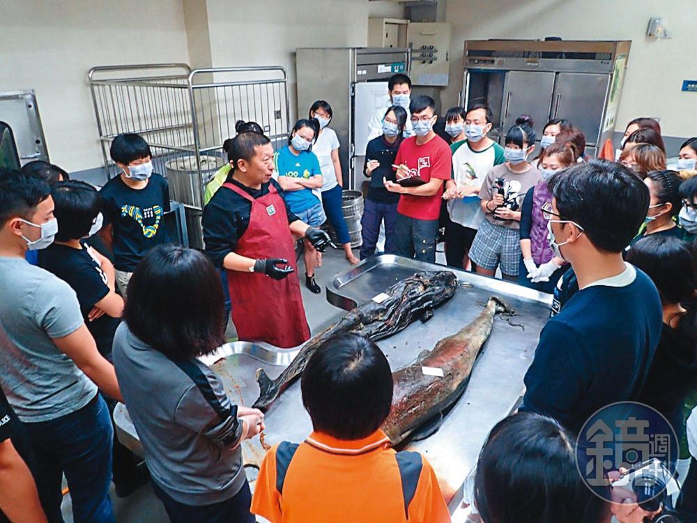 鯨豚死亡後,腐爛的氣味薰人,郭祥廈(穿紅色圍裙者)卻早已見怪不怪,在2017年的江豚解剖課程中,除了他,所有人都戴上口罩。(翻攝中華鯨豚協會臉書)