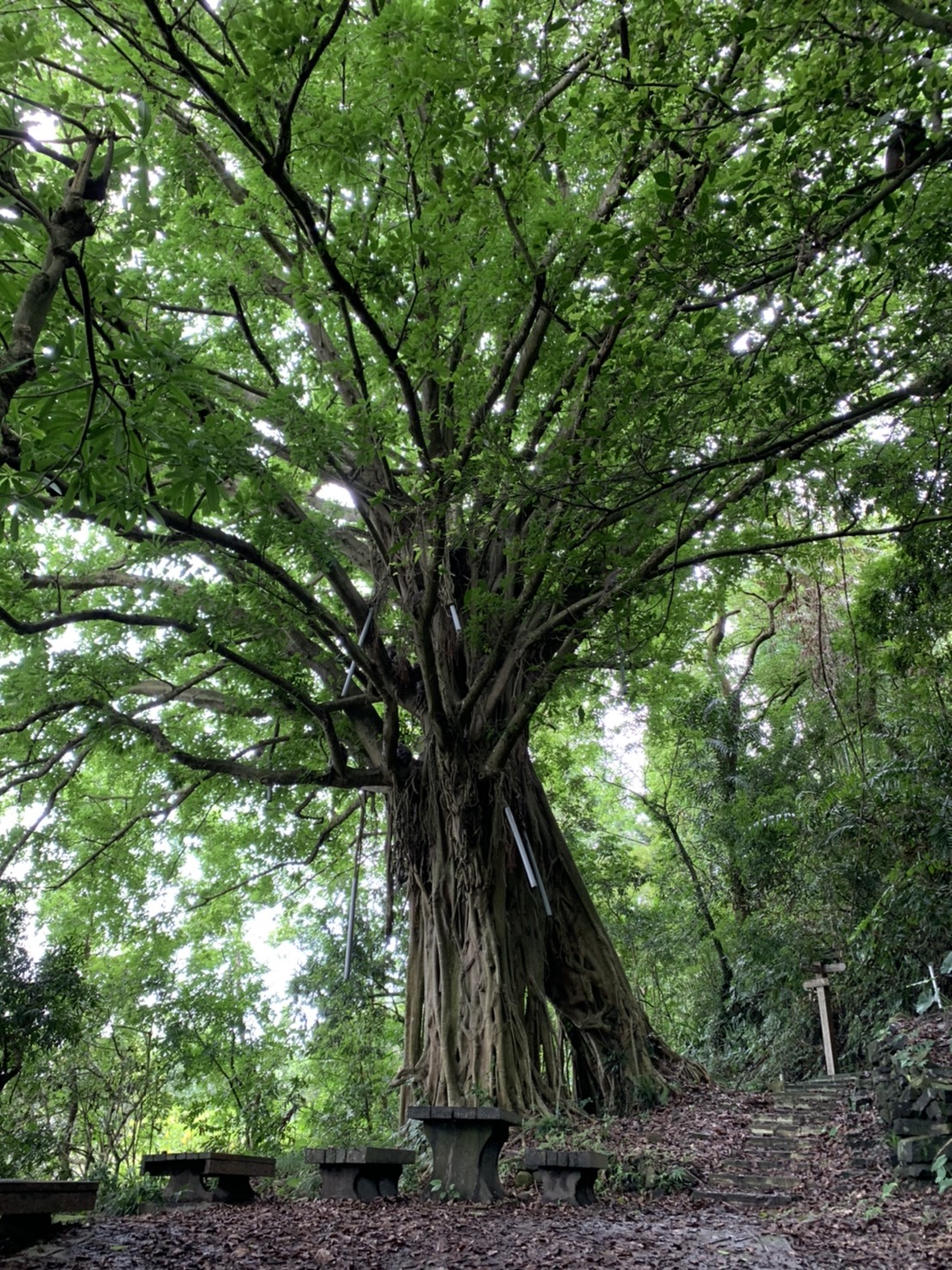 百年雀榕夫妻樹。（台南市政府觀光旅遊局提供）