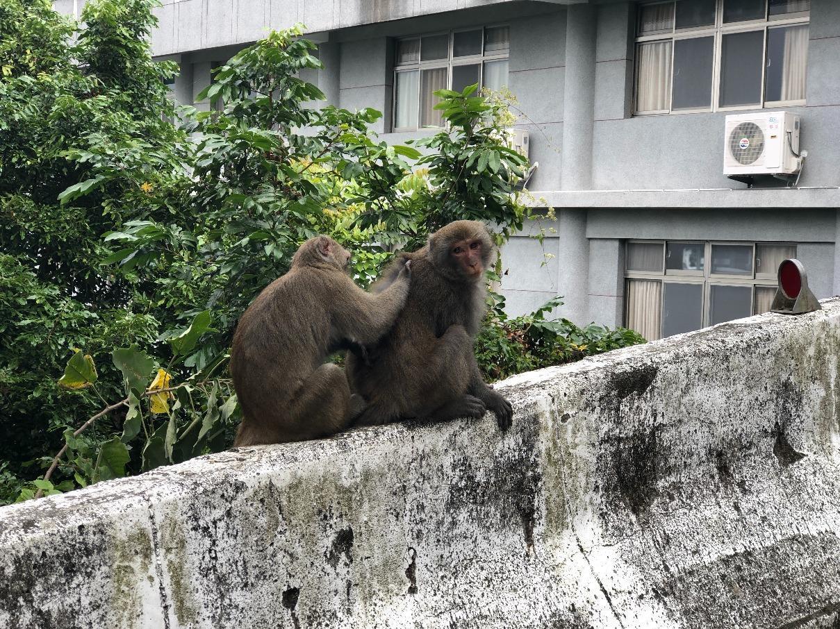 台灣獼猴出沒。（台南市政府觀光旅遊局提供）