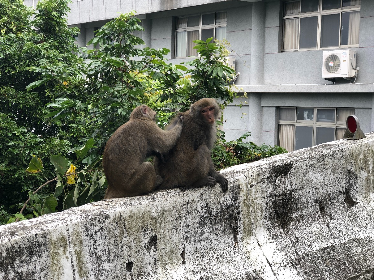 台灣獼猴出沒。（台南市政府觀光旅遊局提供）