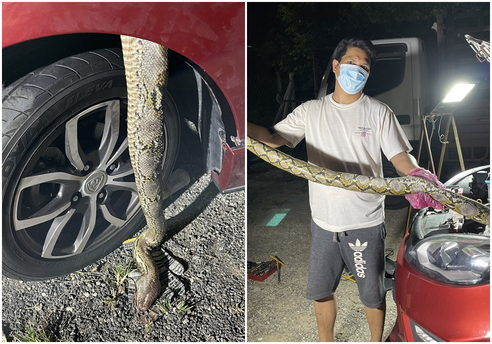 馬來西亞一名女子發現她的車子引擎，藏著一條肥大的蟒蛇屍體。（翻攝自推特@adilakaman）
