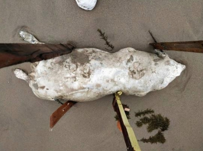 4日新北市萬里區龜吼平台發現一頭死亡豬隻，驗出非洲豬瘟「陽性」。（中央災害應變中心提供）