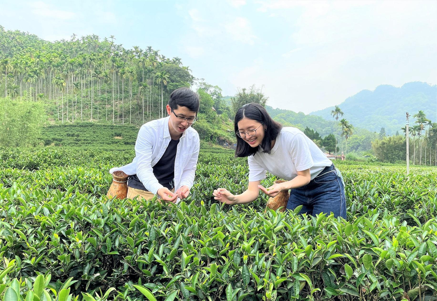 「陶茶之旅」帶領民眾穿梭茶圖,體驗一心二葉採菁的感動。(新北市立鶯歌陶瓷博物館提供)