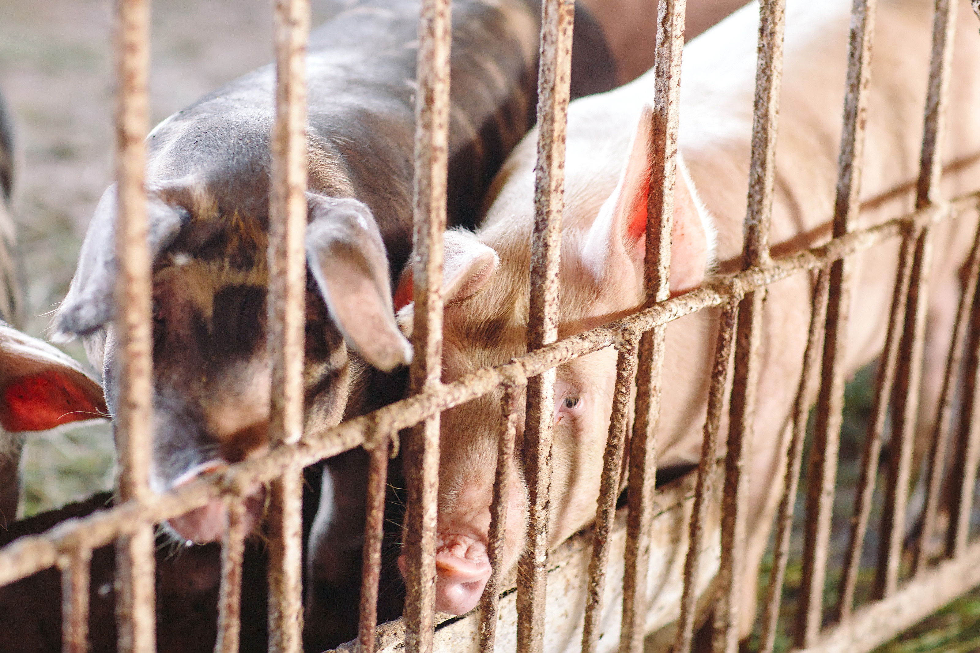 非洲豬瘟對豬隻致死率幾乎高達100%,由於目前未有疫苗可預防,若出現感染情況只能進行撲殺。圖為示意圖。(東方IC)