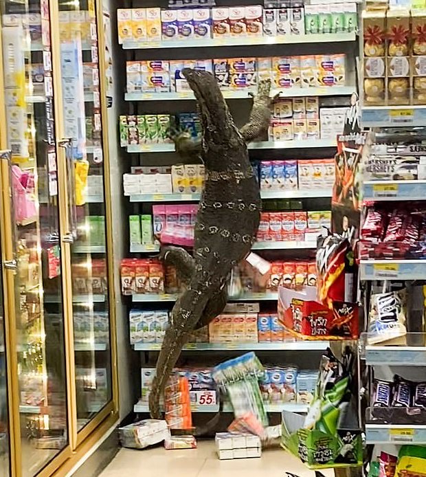 這隻「哥吉拉」爬上貨架上，把食物、飲料盒抓下來。（翻攝推特）