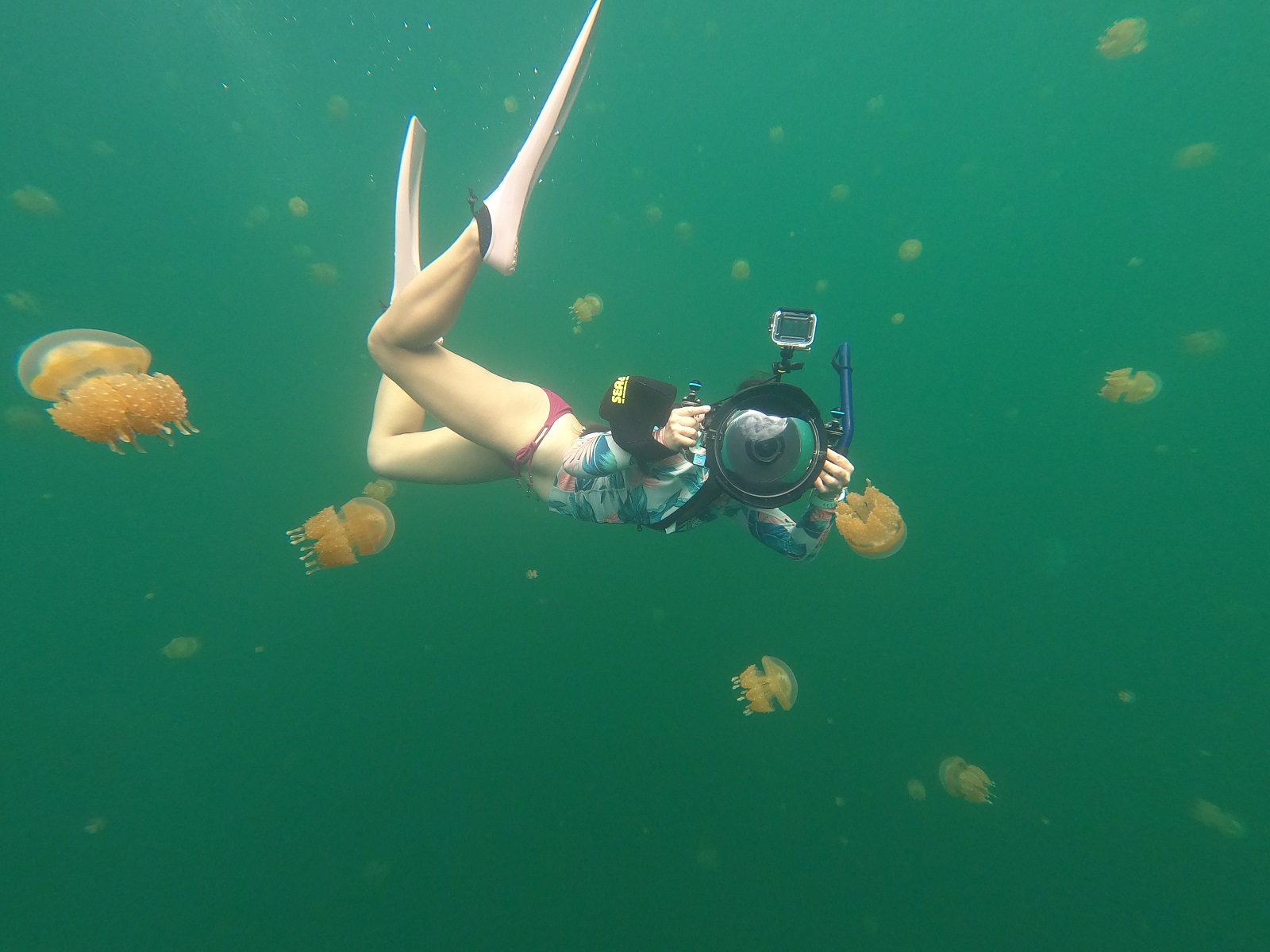 旅客自4月14日起至9月30日止參訪洛克群島及水母湖，帛琉政府也將補助每名旅客25美元費用。