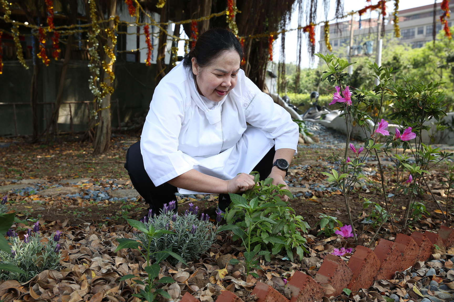 阿桐師在餐廳四周自己種嘎拋葉、檸檬葉等泰菜需要的香料植物。