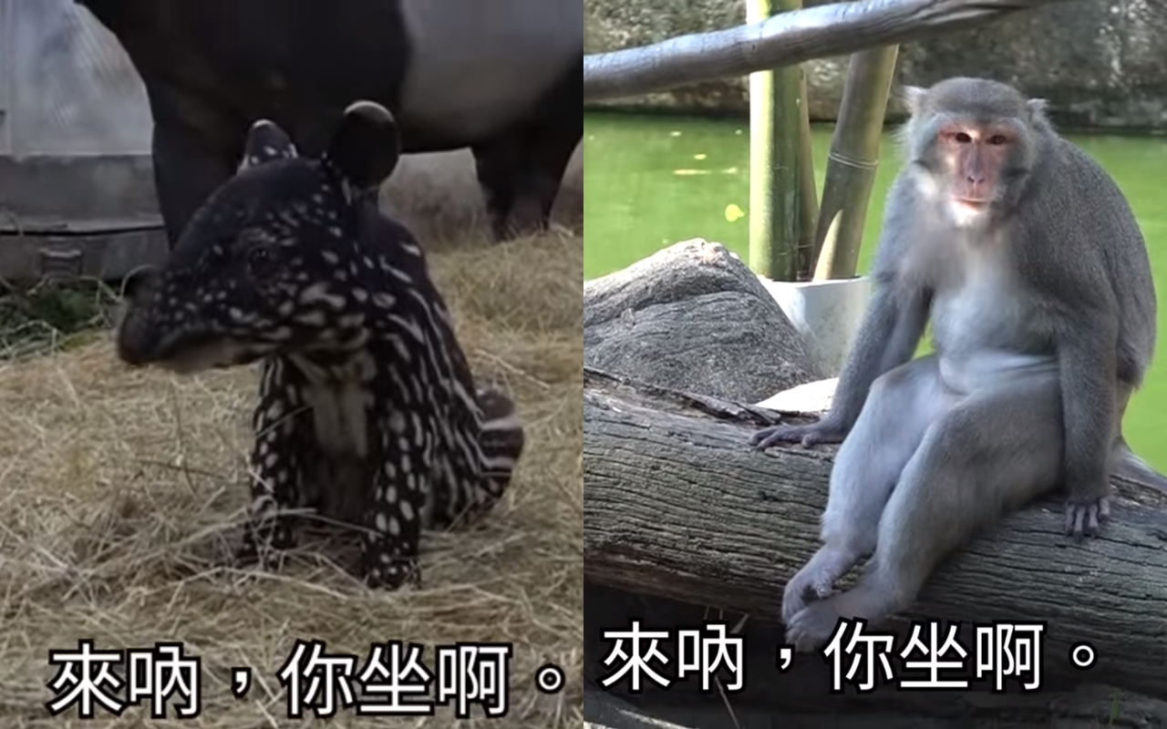 台北市立動物園也跟風巨人哏,讓各種動物坐下。(翻攝自台北市立動物園臉書)