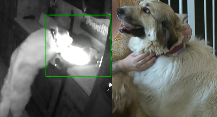 美國田納西州一隻黃金獵犬「茉莉」（Molly），半夜想偷吃餅乾，結果誤觸瓦斯爐的開關引發火災。（翻攝自《Inside Edition》《WBBJ》官方YouTube）