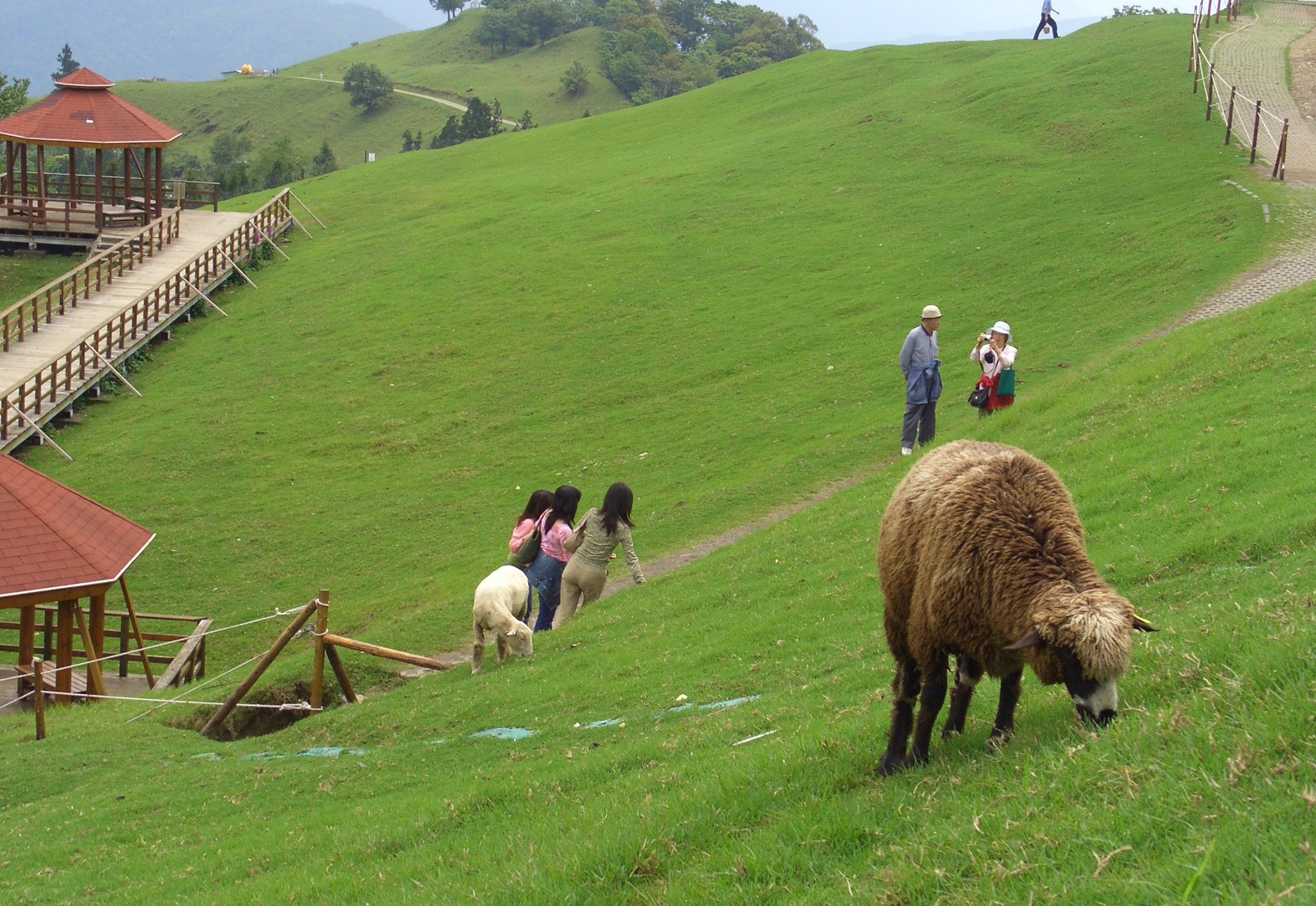 退輔會推出「2021春遊農場玩很大」活動，6月底前入住清境農場可集章。