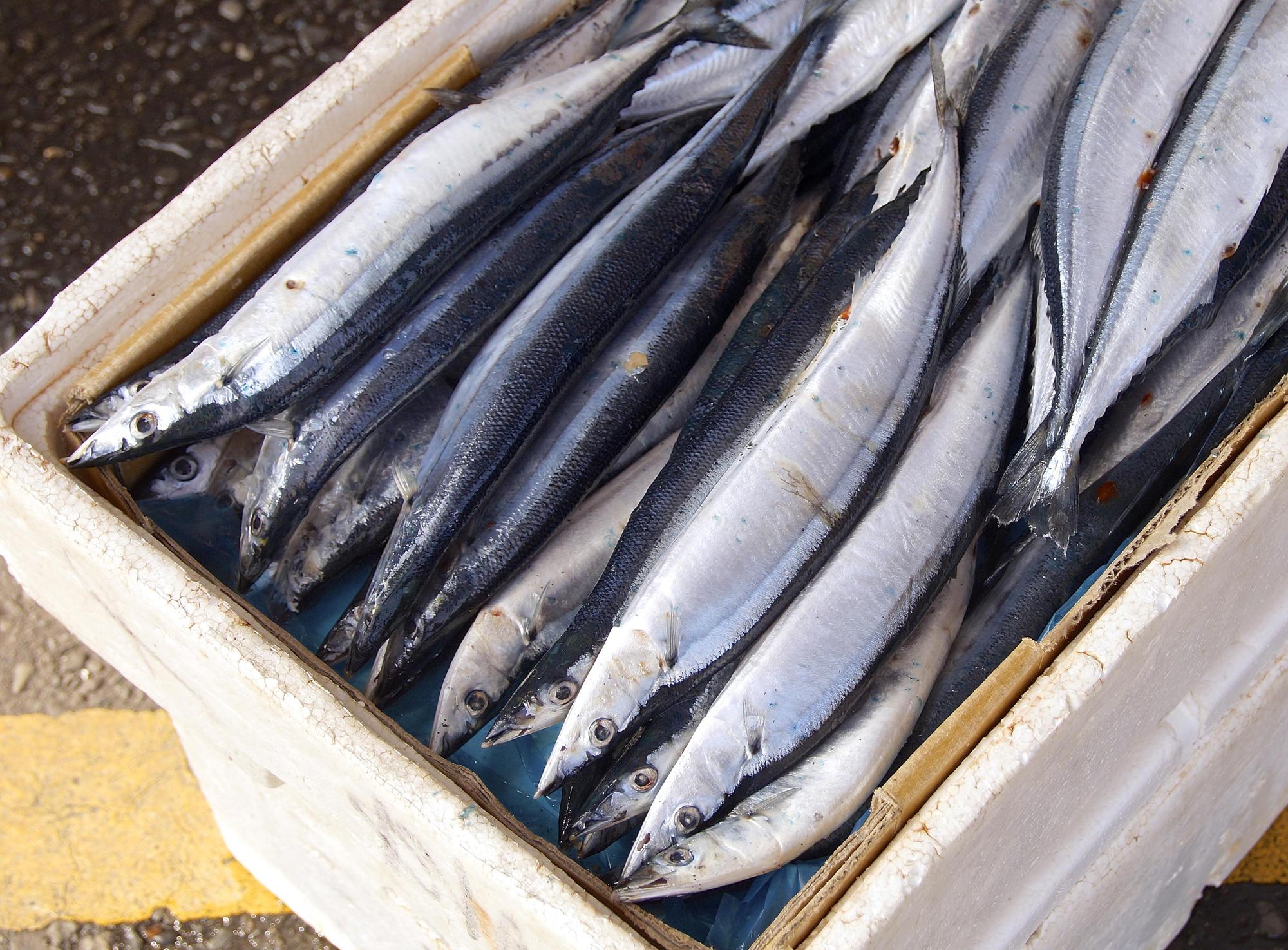 農委會水試所指出,若日本排放的核廢水有疑慮,日本漁獲秋刀魚也首當其衝。(示意圖/東方IC)