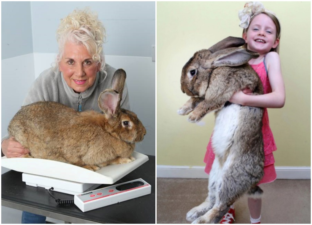 曾獲金氏世界紀錄的第一巨兔「大流士（Darius）」疑似遭有心人士抱走。（翻攝自Annette Edwards臉書／推特）