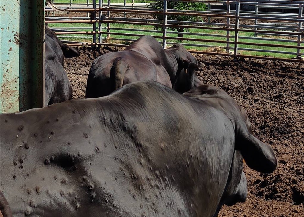 新北市林口區驚傳出現牛結節疹疫情，農委會今晚緊急對外召開記者會說明。（農委會提供）