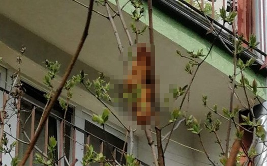 民眾開窗驚見「無頭生物」坐在樹上，嚇得向動保協會通報。（翻攝自KTOZ Krakowskie Towarzystwo Opieki nad Zwierzętami臉書）