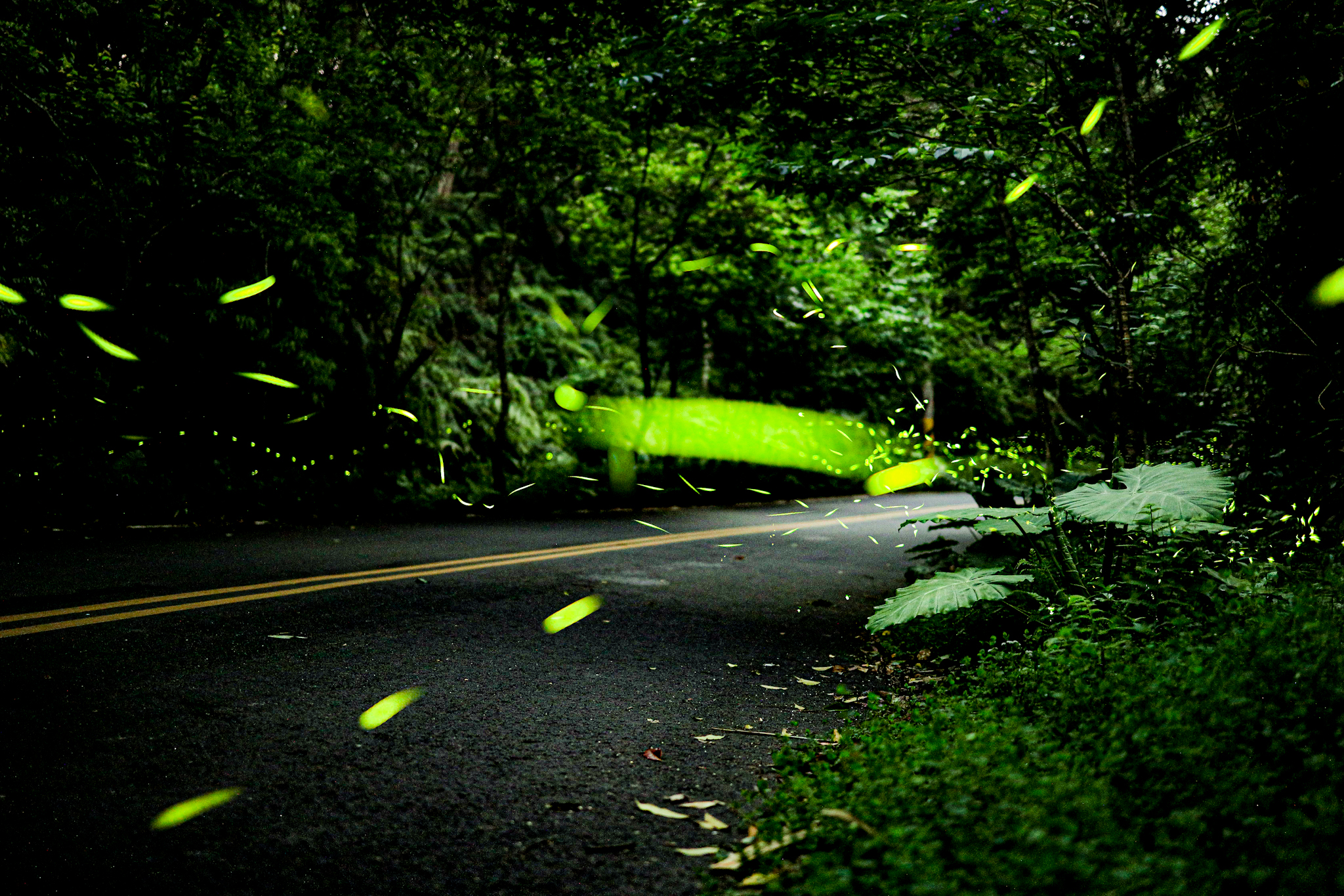 日月潭台14線舊公路有水巷，近年螢況良好。