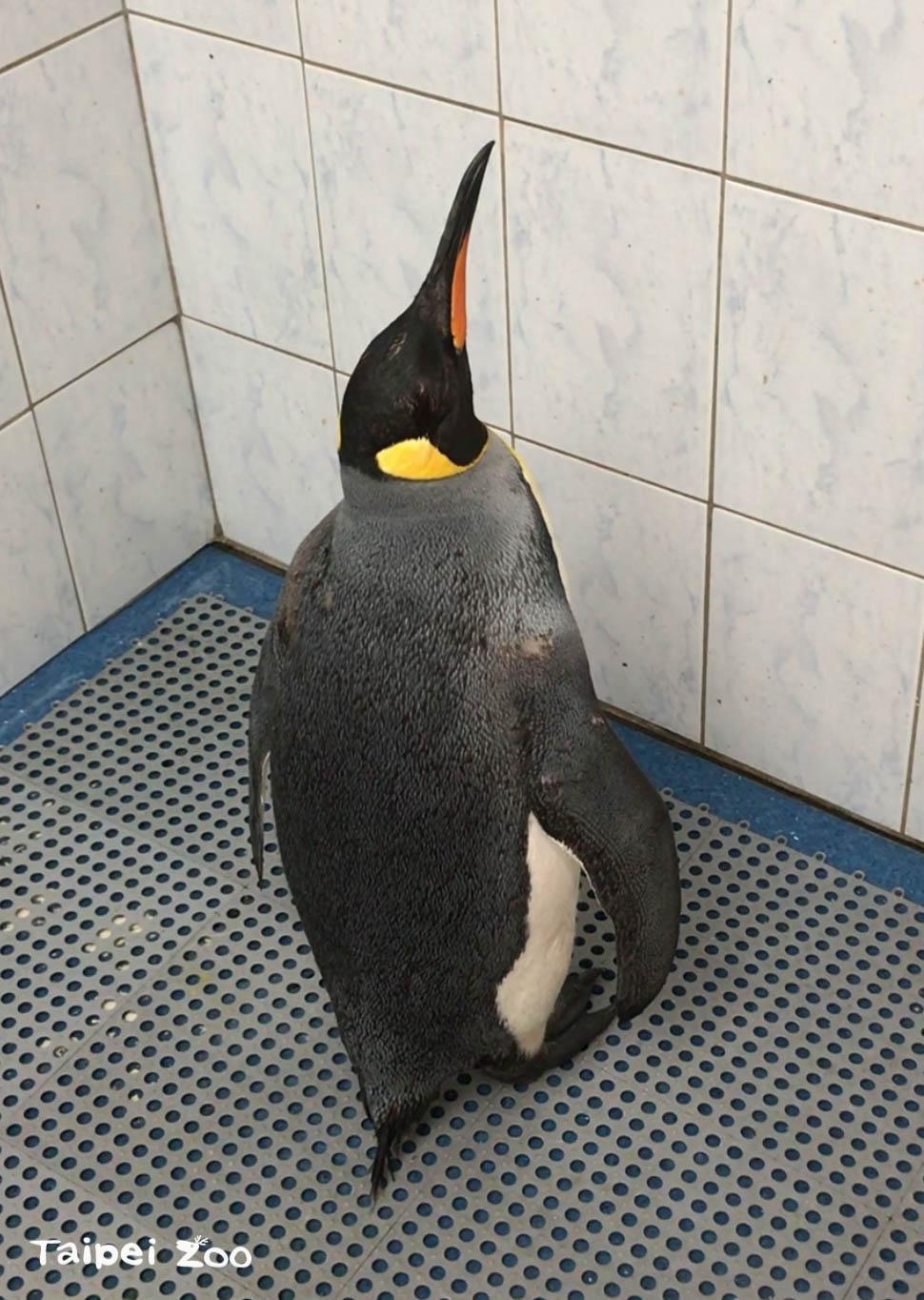 雖然4號有眼疾,但第六感還是很靈敏。(翻攝台北市立動物園臉書)