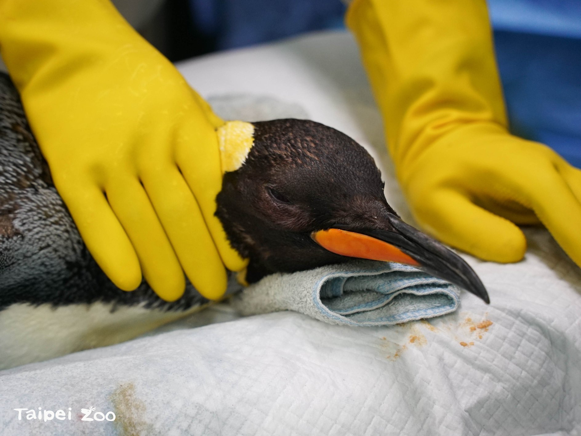 編號4號國王企鵝年事已高，右眼有白內障問題，經專業評估後，獸醫決定為牠動手術。（翻攝台北市立動物園臉書）