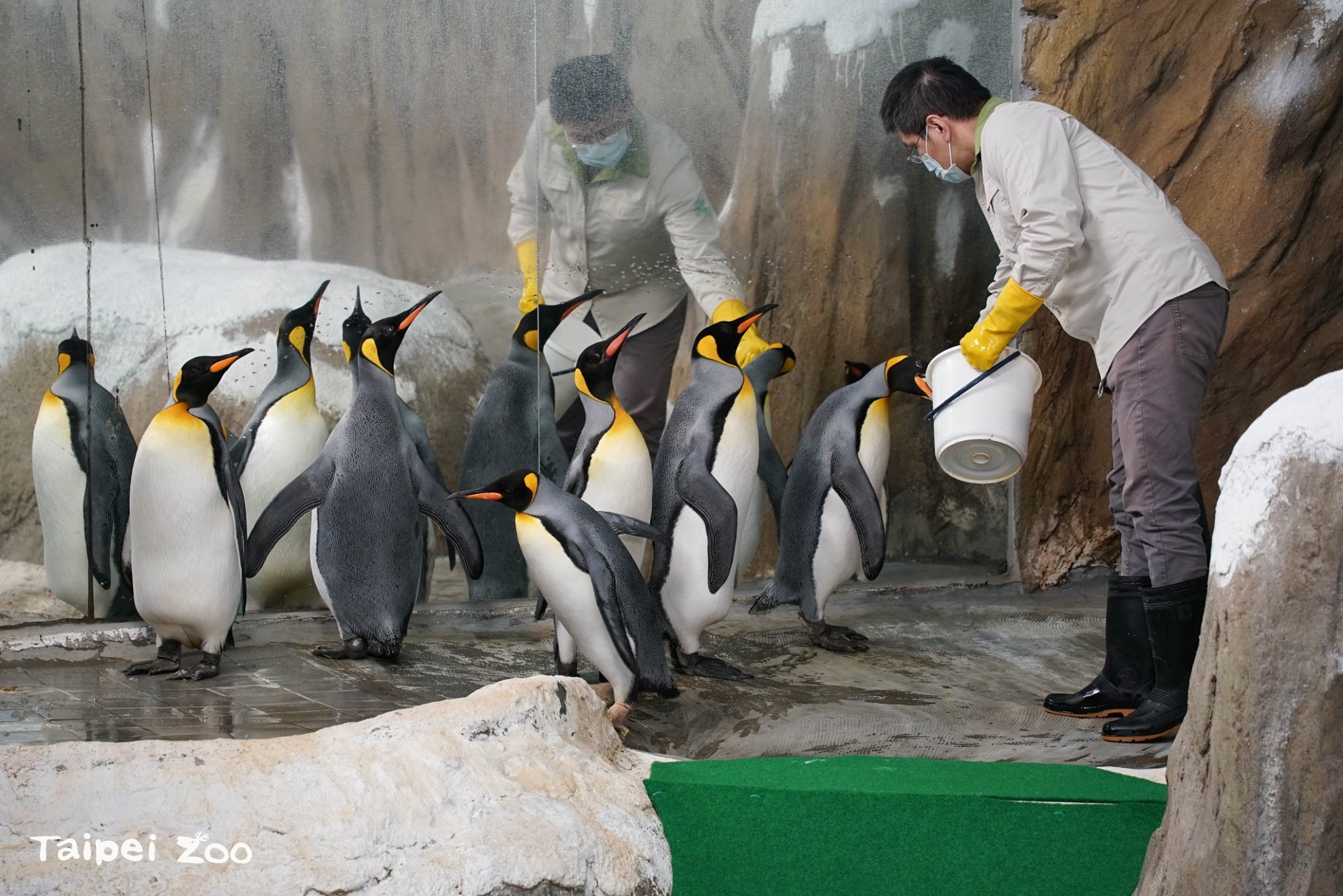 台北市立動物園2000年引進的國王企鵝，如今已迎來第21個年頭。（翻攝台北市立動物園臉書）
