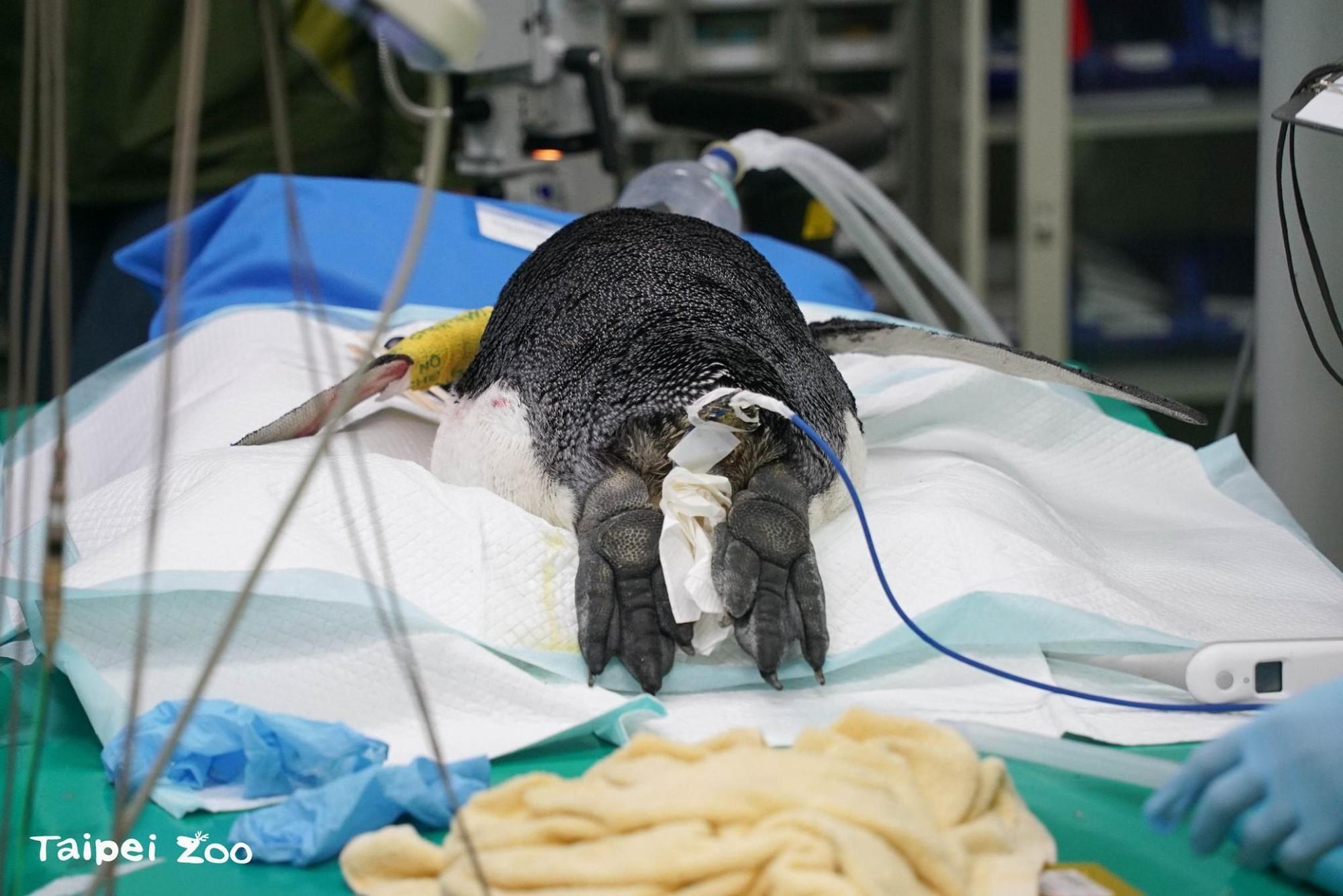 編號4號國王企鵝接受白內障手術。(翻攝台北市立動物園臉書)
