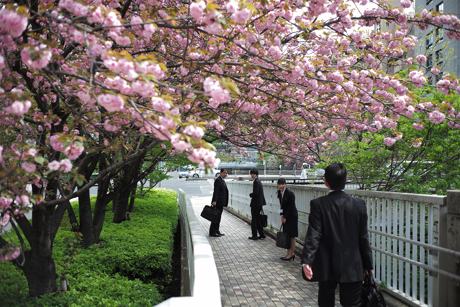 相約在東京五反田櫻花樹下見面的上班族。
