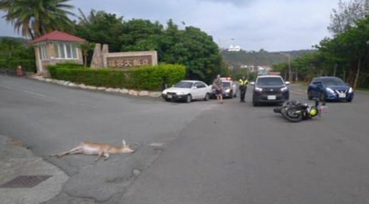 墾丁福容飯店前發生重型機車撞上梅花鹿車禍，造成張姓騎士倒地受傷，梅花鹿當場死亡。（翻攝自屏東縣政府警察局恆春分局臉書）