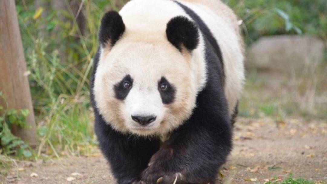 旦旦是日本神戶王子動物園裡的明星動物。（翻攝神戶市立王子動物園官網）