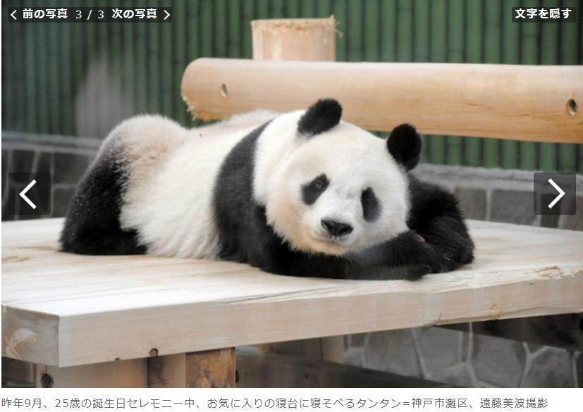 旦旦去年9月度過25歲生日。(翻攝朝日新聞網站)