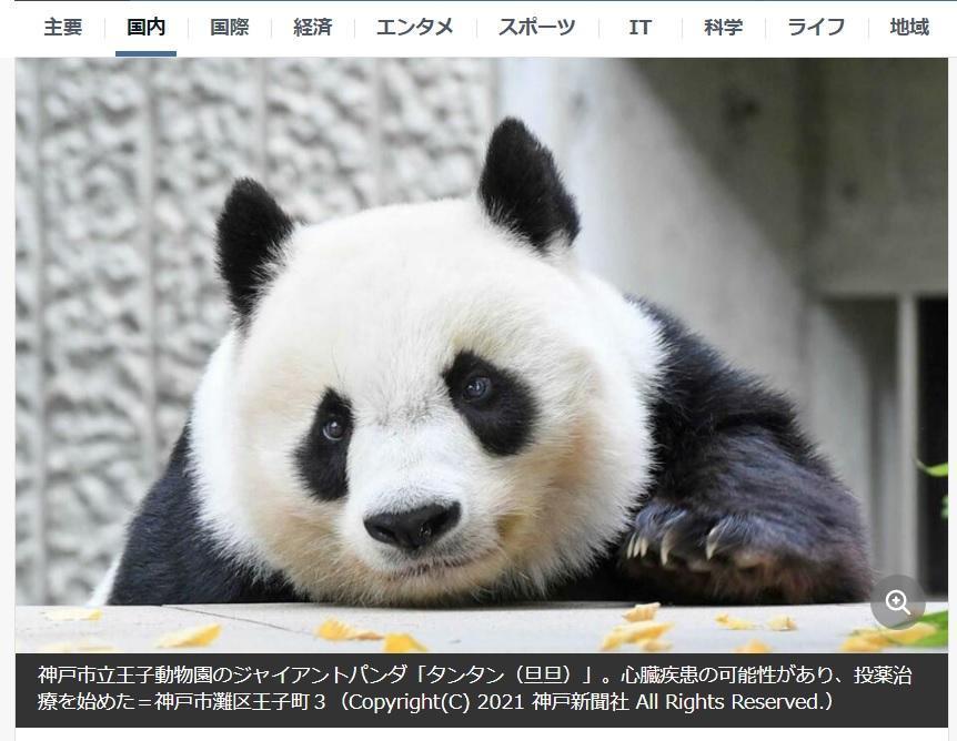 旦旦十分可愛。(翻攝日本Yahoo網站)