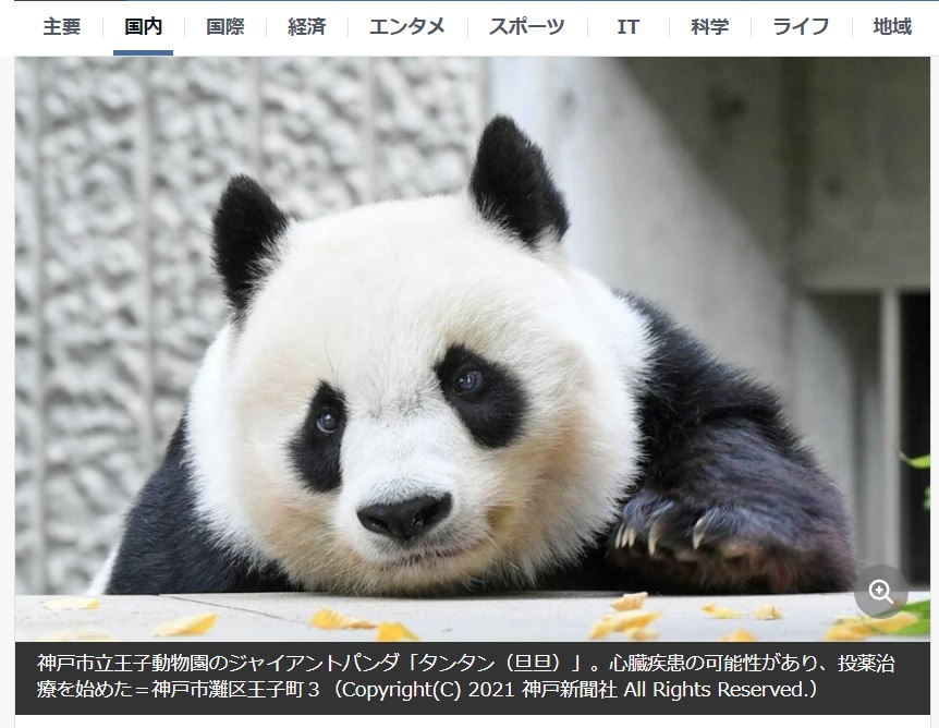 旦旦十分可愛。（翻攝日本Yahoo網站）