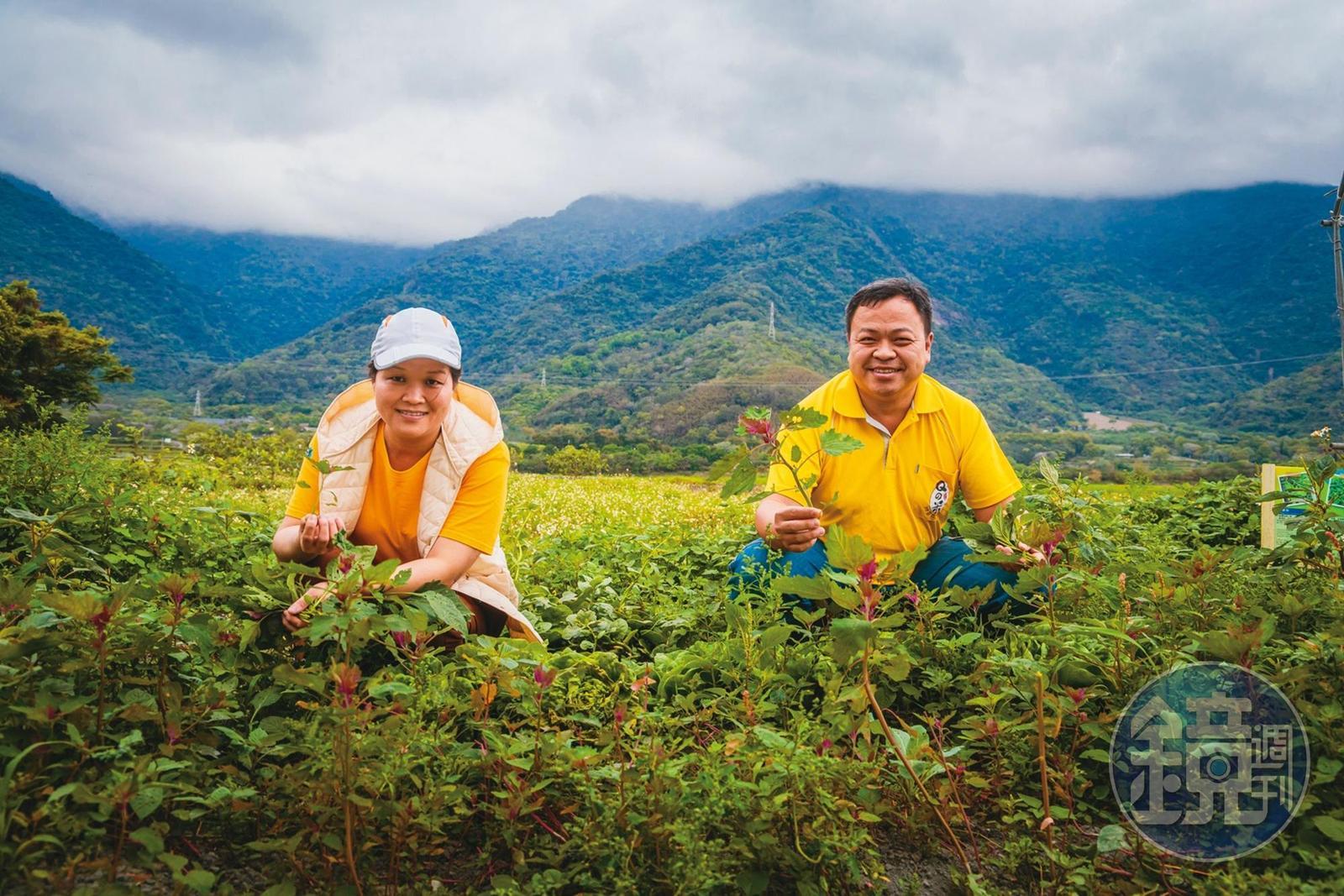 林振球夫妻在自家農場種植各種野菜，讓遊客體驗摘採樂趣。
