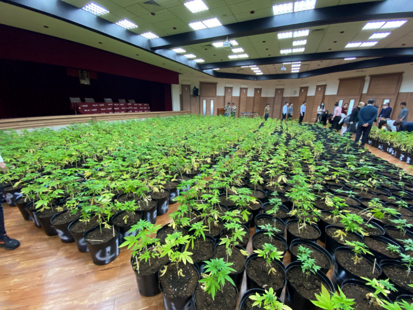 調查局查扣市值5億元共1608株大麻，今在台北市調處大禮堂召開破案記者會，現場飄來濃濃大麻味。（調查局提供）
