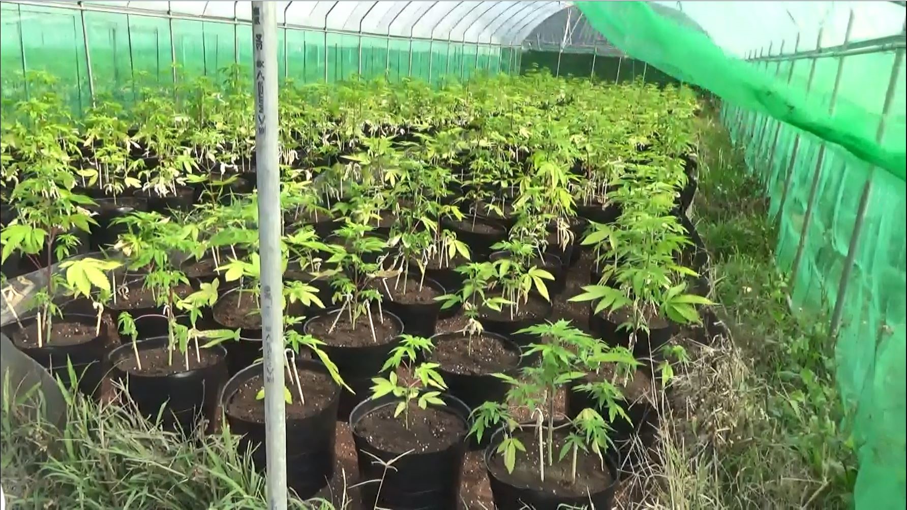 調查局在新竹關西山區,破獲國內緝毒史最大宗的大麻農場,毒梟用農場掩護,相當狡猾。 (調查局提供)