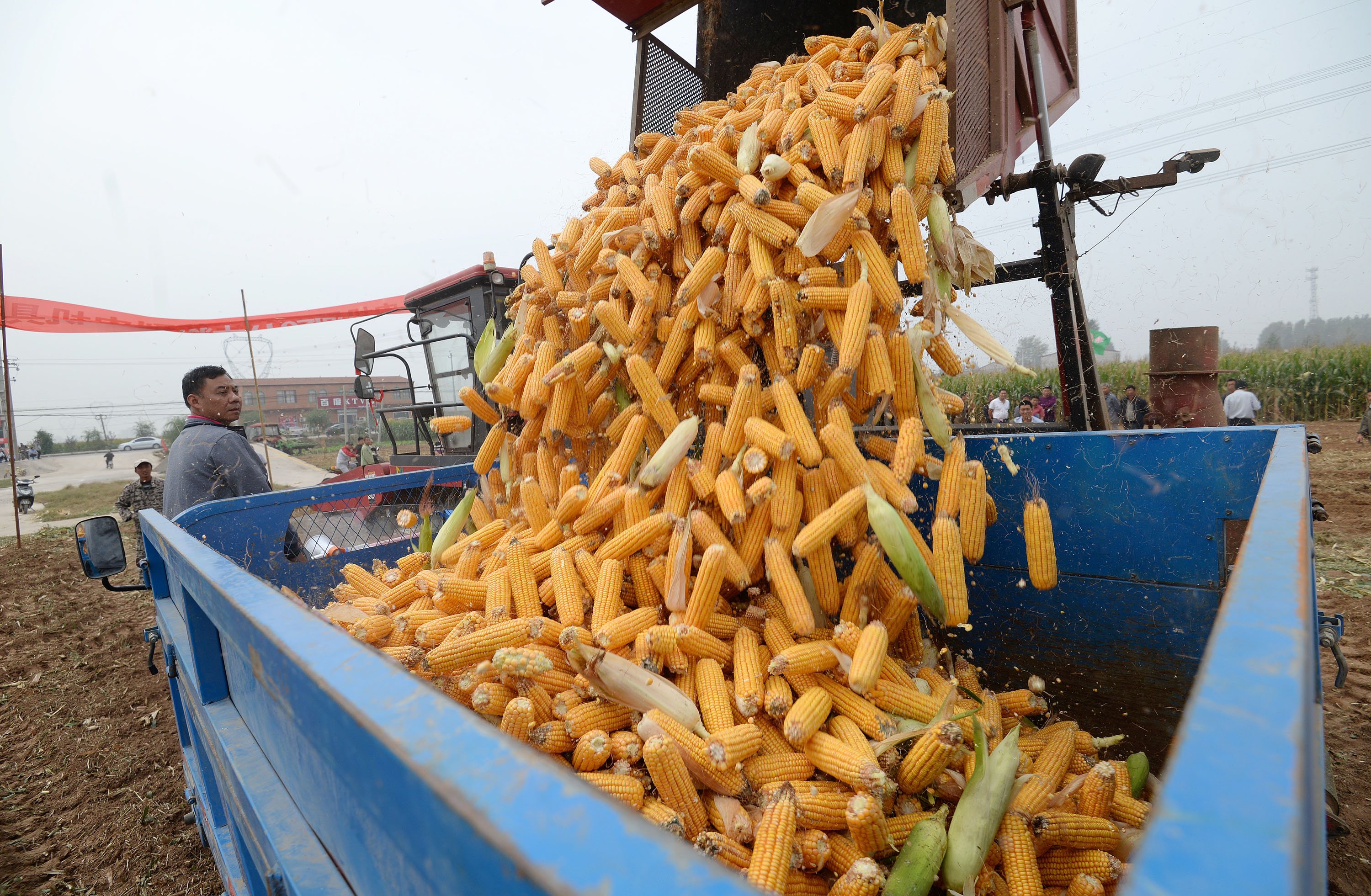 氣候異常，全球玉米等穀物產量供不應求，玉米期貨價格也被推至8年新高。（東方IC）