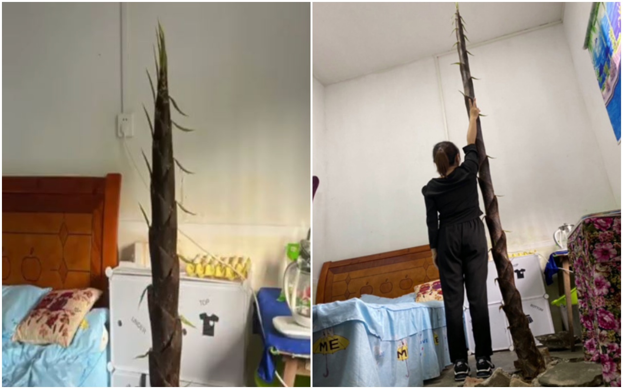 中國大陸某教師宿舍內驚見竹筍「暴風式抽高」,高度達3公尺多。(翻攝自漩渦視頻、中新網微博)