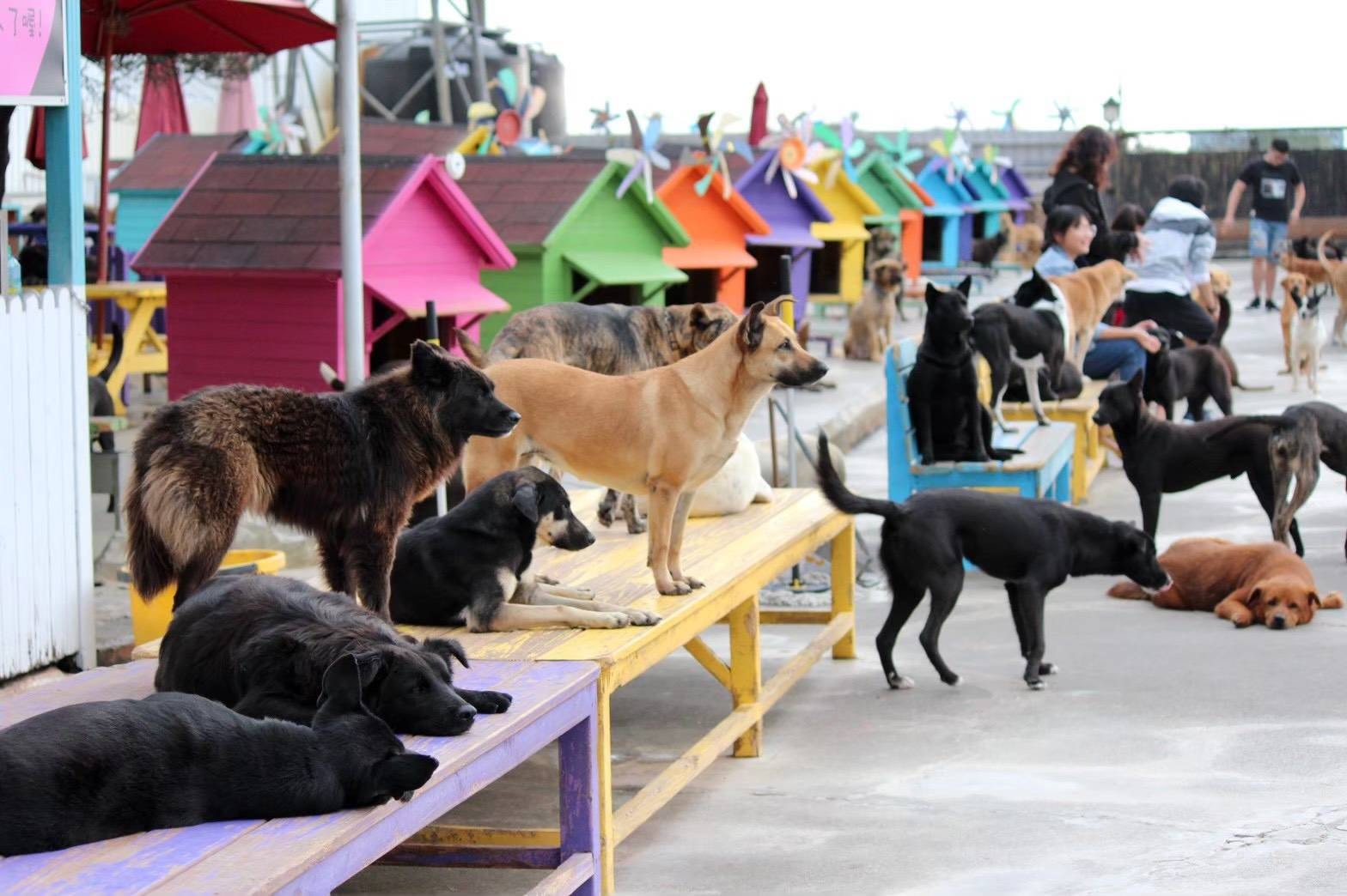 動保法修正案將「不作為」納虐待範圍，未來棄養視同虐待。（翻攝自徐文良（徐園長護生園）臉書）