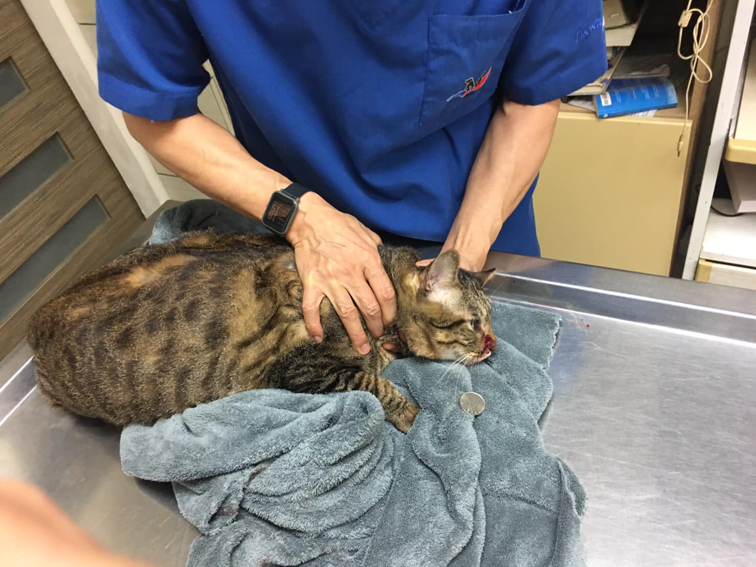 29歲吳姓男子因為「好玩」，就朝民宅的貓咪開槍，導致其面部受傷，還喪失部分呼吸功能。（翻攝自貓咪也瘋狂俱樂部臉書社團）