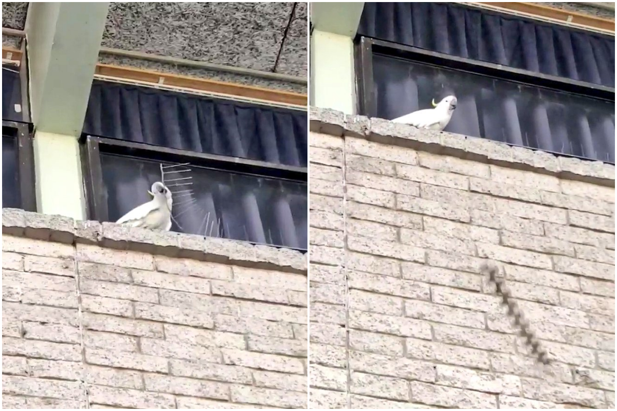 民眾在街頭目睹鸚鵡拆防鳥裝置現場。（翻攝自當事人臉書）