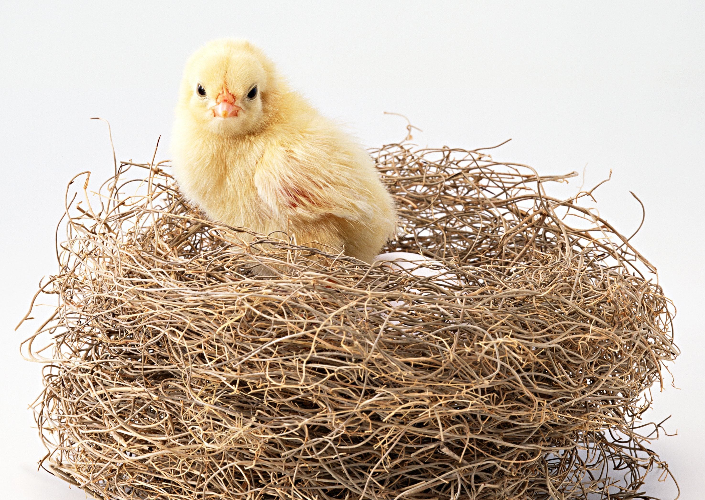 中國一所學校校長發表了「雞蛋返生」論文，引起熱議。示意圖，非當事小雞。（東方IC）